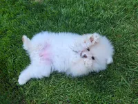 Angel, a female Pomeranian for sale in Fair Oaks, CA – 2 of 10