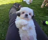 Bailey , a male Shih Tzu for sale in Fair Oaks, CA – 10 of 10