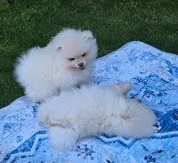 Theo, a male Pomeranian for sale in Fair Oaks, CA – 8 of 10