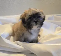 Ava, a female Shih Tzu for sale in Fair Oaks, CA – 5 of 9