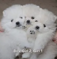 Angel, a female Pomeranian for sale in Fair Oaks, CA – 9 of 10