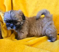 Ava, a female Shih Tzu for sale in Fair Oaks, CA – 1 of 9