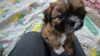 Belle, a female Shih Tzu for sale in Fair Oaks, CA – 2 of 9