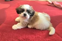 Beethoven, a male Shih Tzu for sale in Fair Oaks, CA – 3 of 10