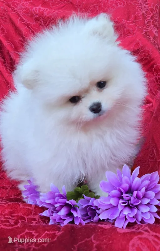 Theo – Pomeranian puppy for sale in Fair Oaks, CA