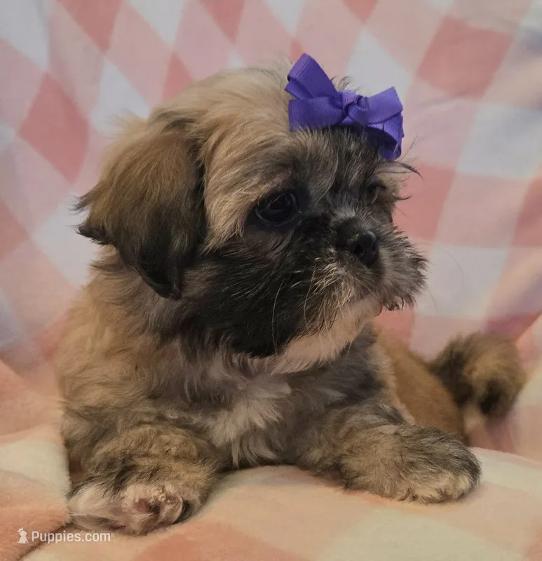 Ava – Shih Tzu puppy for sale in Fair Oaks, CA