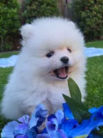 Theo, a male Pomeranian for sale in Fair Oaks, CA – 2 of 10