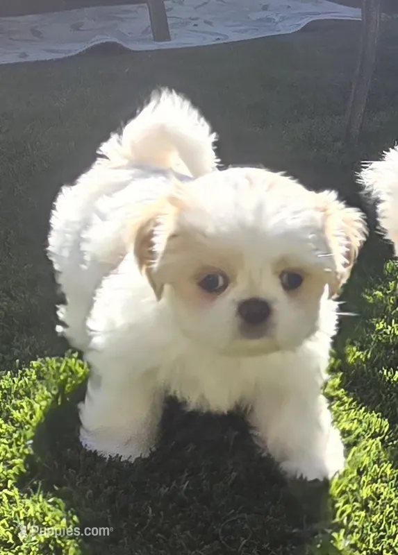 Belle – Shih Tzu puppy for sale in Fair Oaks, CA