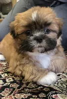 Dale, a male Shih Tzu for sale in Fair Oaks, CA – 7 of 8