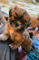 Belle, a female Shih Tzu for sale in Fair Oaks, CA – 4 of 9
