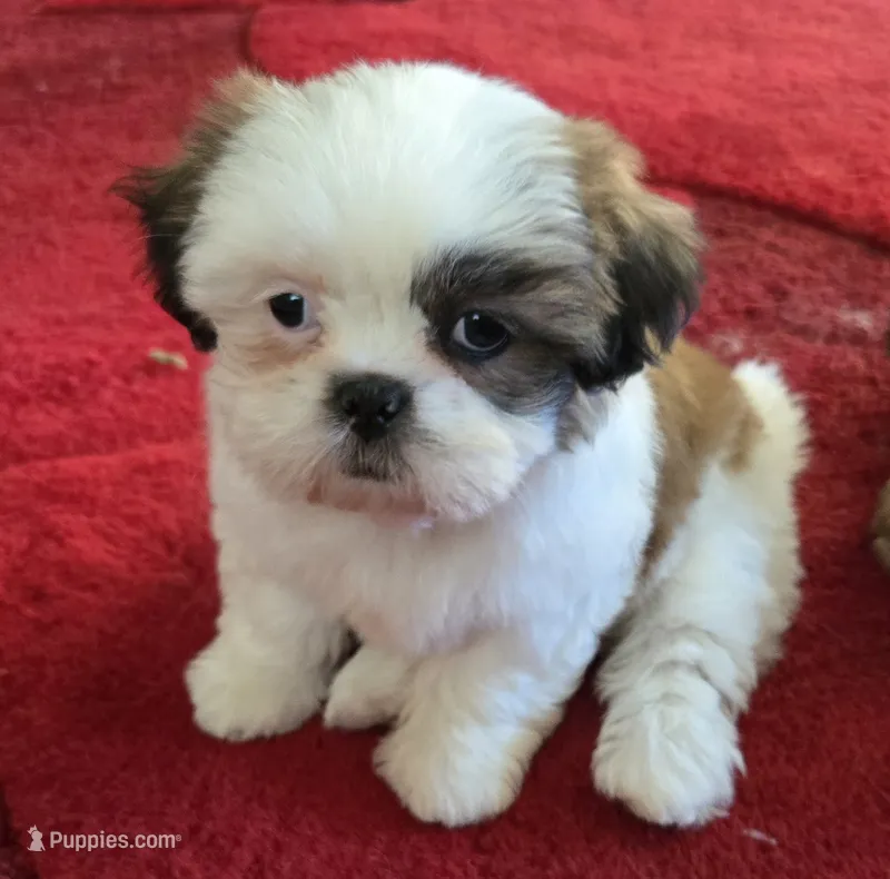 Willow  – Shih Tzu puppy for sale in Fair Oaks, CA