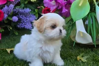 Belle, a female Shih Tzu for sale in Fair Oaks, CA – 2 of 10