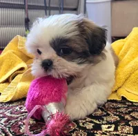 Willow , a female Shih Tzu for sale in Fair Oaks, CA – 7 of 9