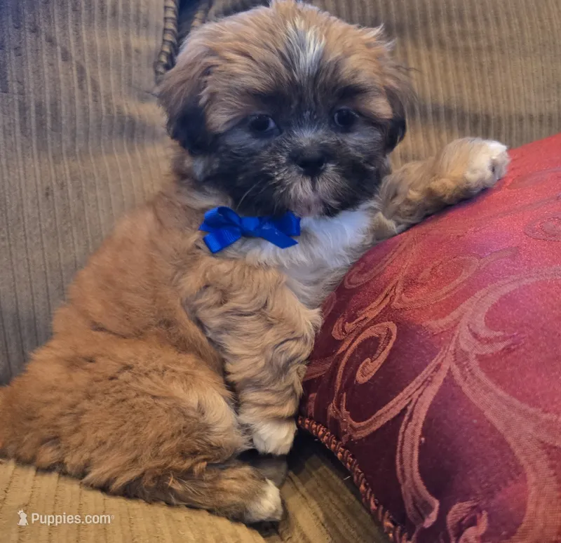 Dale – Shih Tzu puppy for sale in Fair Oaks, CA