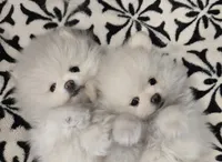 Toby, a male Pomeranian for sale in Sacramento, CA – 5 of 10