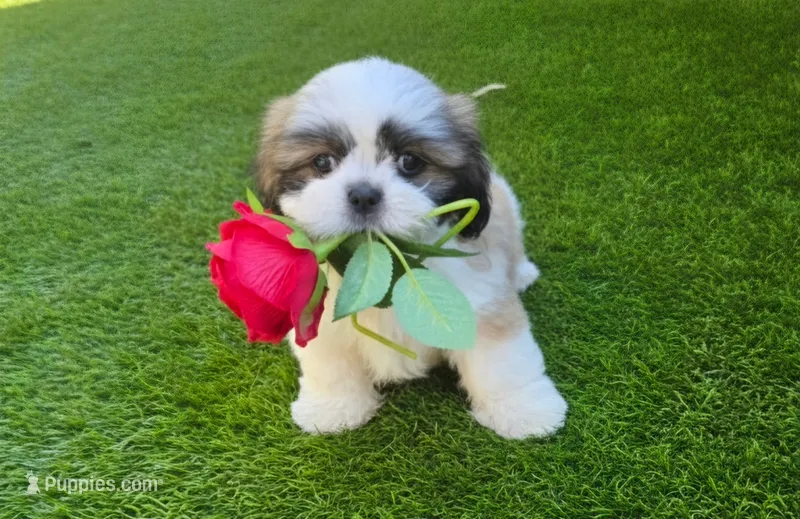 Beethoven – Shih Tzu puppy for sale in Fair Oaks, CA