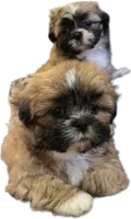 Chip, a male Shih Tzu for sale in Fair Oaks, CA – 10 of 10
