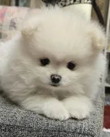 Toby, a male Pomeranian for sale in Sacramento, CA – 8 of 10