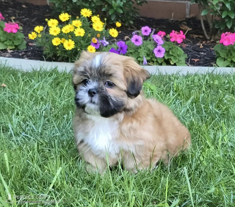 Theo – Shih Tzu puppy for sale in Fair Oaks, CA