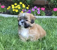 Theo, a male Shih Tzu for sale in Fair Oaks, CA – 1 of 8