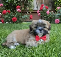 Theo, a male Shih Tzu for sale in Fair Oaks, CA – 3 of 8