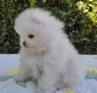 Teddy , a male Pomeranian for sale in Sacramento, CA – 4 of 10
