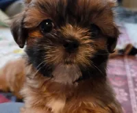 Belle, a female Shih Tzu for sale in Fair Oaks, CA – 8 of 9