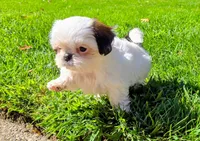 Bailey , a male Shih Tzu for sale in Fair Oaks, CA – 9 of 10