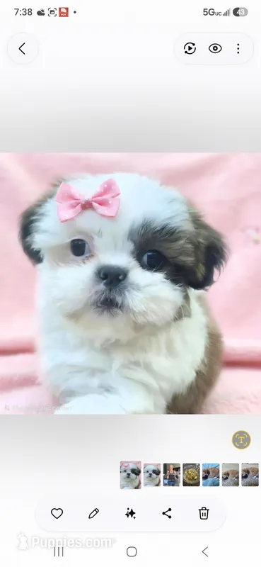 Willow  – Shih Tzu puppy for sale in Fair Oaks, CA