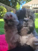 Ava, a female Shih Tzu for sale in Fair Oaks, CA – 8 of 9