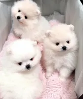 Angel, a female Pomeranian for sale in Fair Oaks, CA – 10 of 10