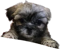 Ava, a female Shih Tzu for sale in Fair Oaks, CA – 4 of 9