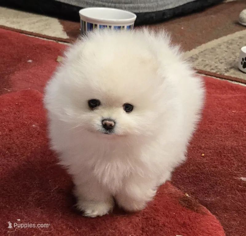 Teddy  – Pomeranian puppy for sale in Sacramento, CA