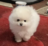 Teddy , a male Pomeranian for sale in Sacramento, CA – 1 of 10