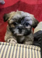 Ava, a female Shih Tzu for sale in Fair Oaks, CA – 6 of 9