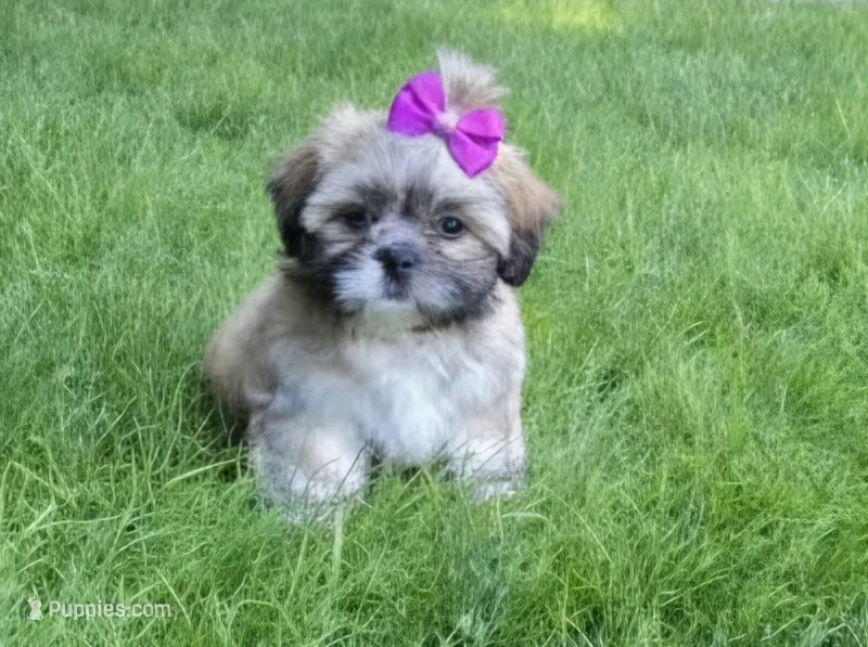 Ava – Shih Tzu puppy for sale in Fair Oaks, CA
