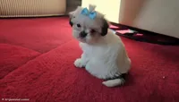 Bailey , a male Shih Tzu for sale in Fair Oaks, CA – 5 of 10