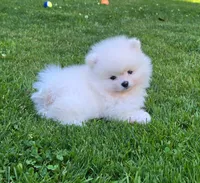 Angel, a female Pomeranian for sale in Fair Oaks, CA – 3 of 10