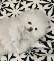 Teddy , a male Pomeranian for sale in Sacramento, CA – 8 of 10
