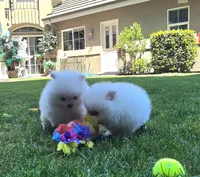Angel, a female Pomeranian for sale in Fair Oaks, CA – 4 of 10
