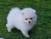 Theo, a male Pomeranian for sale in Fair Oaks, CA – 4 of 10