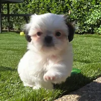 Bailey , a male Shih Tzu for sale in Fair Oaks, CA – 7 of 10