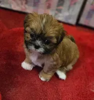 Belle, a female Shih Tzu for sale in Fair Oaks, CA – 6 of 9