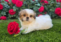 Breezy, a female Shih Tzu for sale in Sacramento, CA – 2 of 10