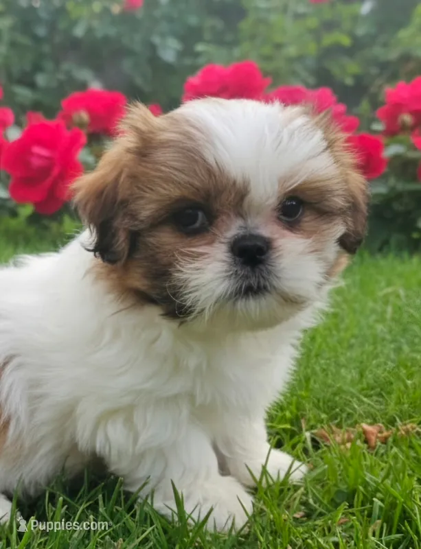 Breezy – Shih Tzu puppy for sale in Fair Oaks, CA