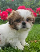 Breezy, a female Shih Tzu for sale in Sacramento, CA – 1 of 10