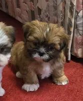 Dale, a male Shih Tzu for sale in Fair Oaks, CA – 4 of 8