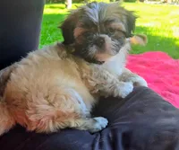 Chip, a male Shih Tzu for sale in Fair Oaks, CA – 8 of 10