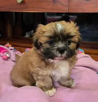 Chip, a male Shih Tzu for sale in Fair Oaks, CA – 7 of 10