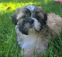 Chip, a male Shih Tzu for sale in Fair Oaks, CA – 4 of 10